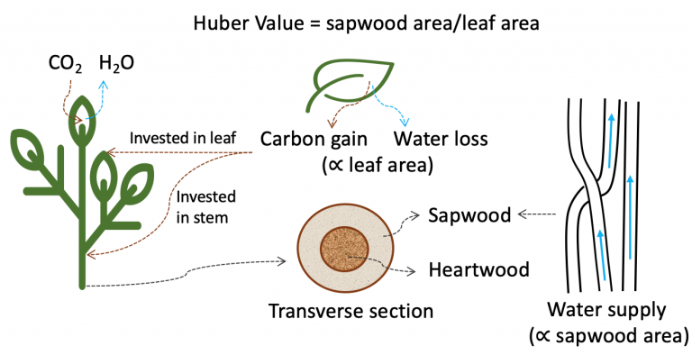 What Huber Value can tell us about the traits coordination